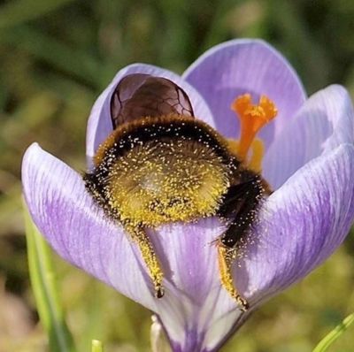 Bee with pollen