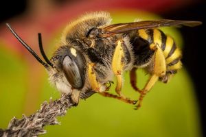 Bee with pollen